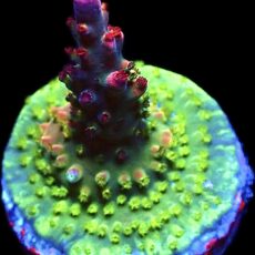 WYSIWYG 23G Acropora