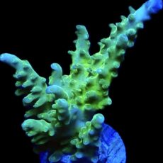 WYSIWYG 27B Sky Blue Staghorn Acropora Large