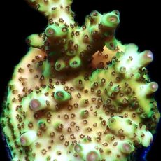 WYSIWYG 18F Tabling Berry Blast Granulosa Frag Extra Large