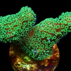 WYSIWYG 13K Ultra Neon Fluorescent Stylophora Frag