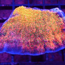 WYSIWYG T1 Tropic Thunder Montipora 60mm Colony