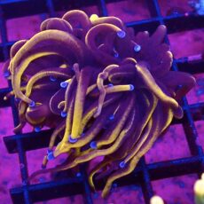 WYSIWYG 24K Torch Euphyllia 32
