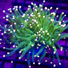 WYSIWYG Metallic Orange Tip Torch Euphyllia Double Head 89