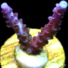 WYSIWYG 9B Blue/ Purple Staghorn Acropora