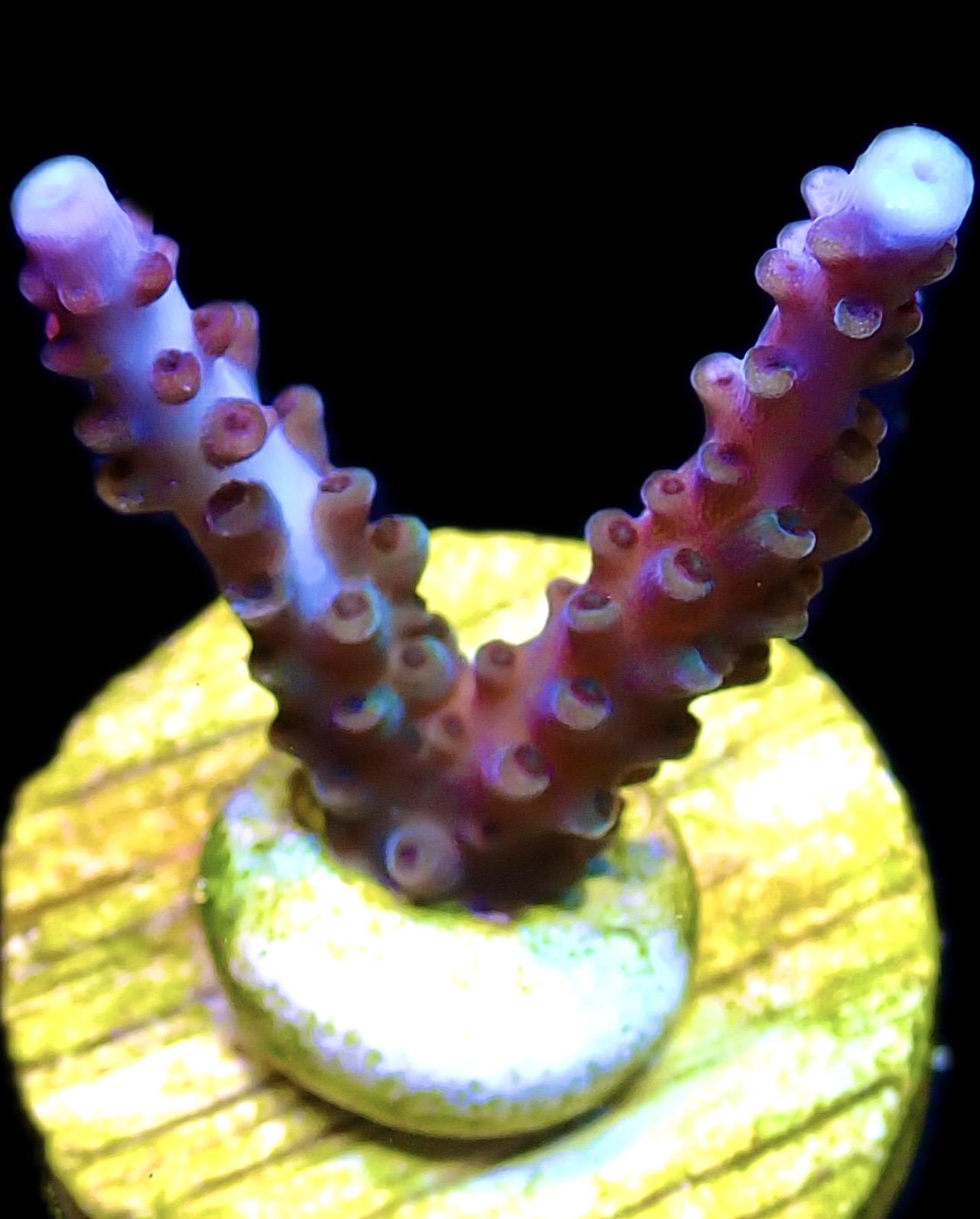 WYSIWYG 9B Blue/ Purple Staghorn Acropora