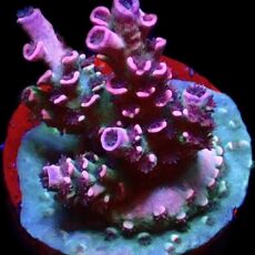 WYSIWYG 18E Parma Violet Acropora Tenius