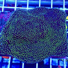 WYSIWYG L2 Green Eyed Monster Montipora 90mm Colony