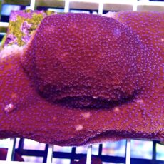 WYSIWYG L2 Purple Haze Montipora 80mm Colony