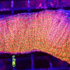 WYSIWYG T2 Tropic Thunder Montipora 100mm Colony
