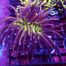 WYSIWYG Tiger Knicks Torch Euphyllia Large Head 14