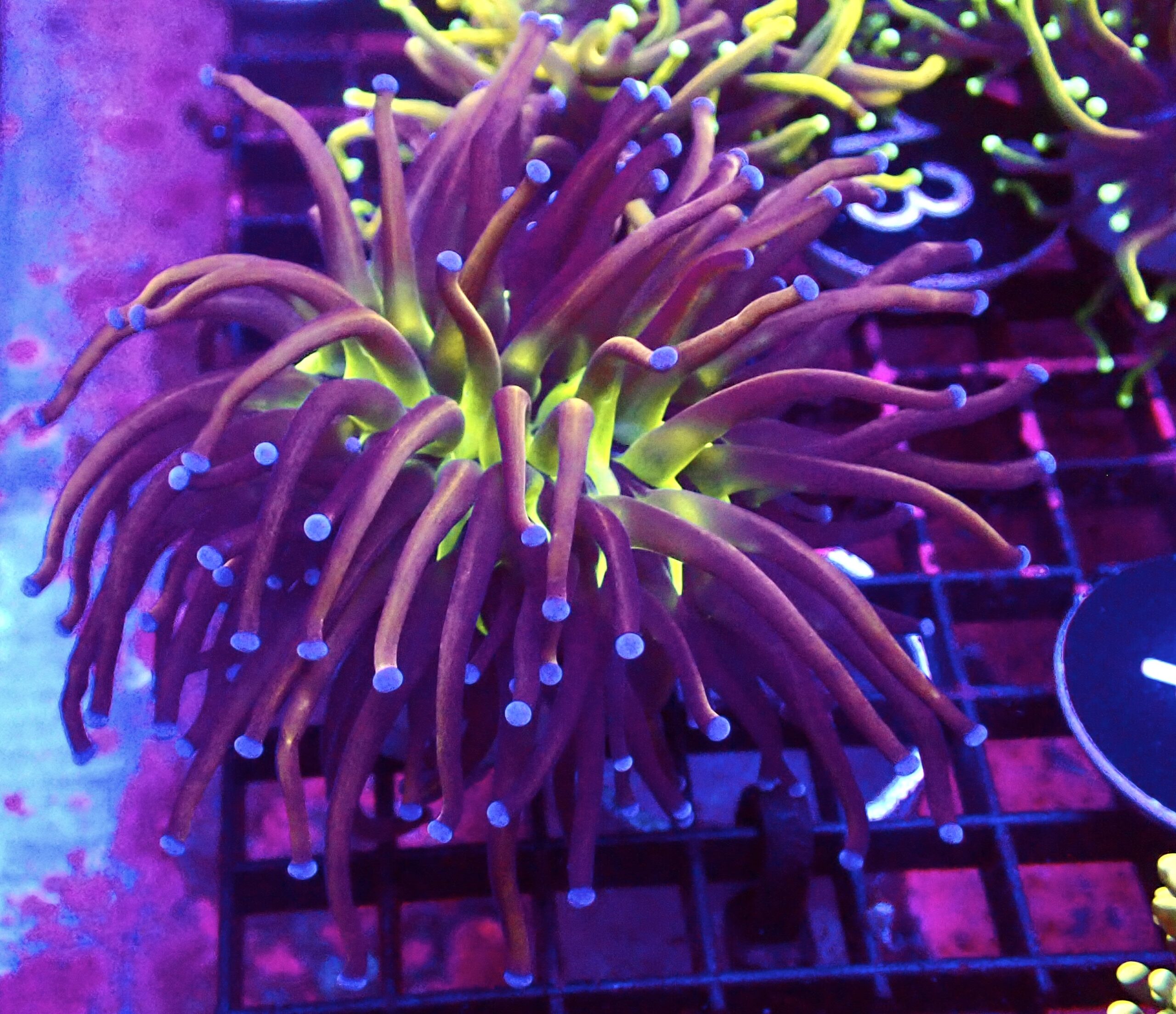 WYSIWYG Tiger Knicks Torch Euphyllia Large Head 14