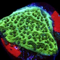 WYSIWYG 10A Emerald Encruster Montipora