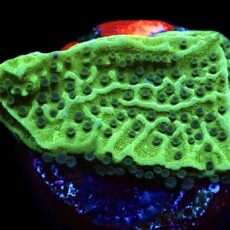 WYSIWYG 13K Emerald Encruster Montipora