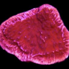 WYSIWYG 10E Purple Plating Montipora Frag Large