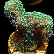 WYSIWYG 11L Ultra Neon Fluorescent Stylophora Frag