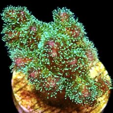WYSIWYG 13D Sparkling Tinsel Pocillopora