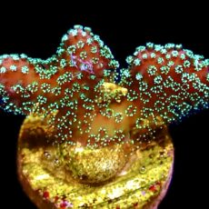 WYSIWYG 12F Rainbow Stylophora Frag ( AKA JF Bugout )