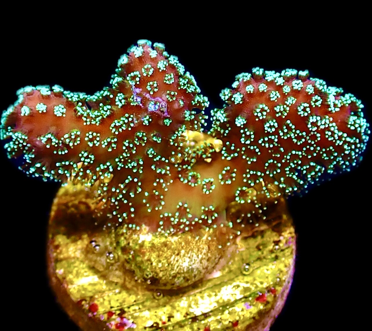 WYSIWYG 12F Rainbow Stylophora Frag ( AKA JF Bugout )