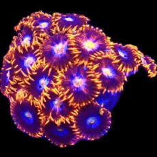 WYSIWYG 31A Cobalt Flare Zoanthid Frag Large ( Over 20 Polyps )