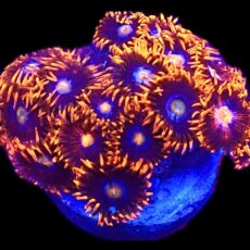 WYSIWYG 34D Cobalt Flare Zoanthid Frag Large ( Over 20 Polyps )