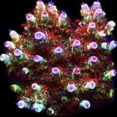 WYSIWYG 14G Ultra Bill Murray Acropora Frag Extra Large