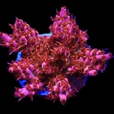 WYSIWYG 17E Crimson Crisis Acropora Extra Large