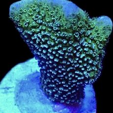 WYSIWYG 18E Lemon/Lime Montipora Digitata