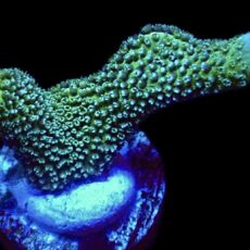 WYSIWYG 19H Lemon/Lime Montipora Digitata