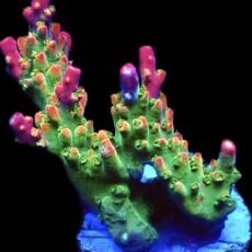 WYSIWYG 21F Galactica Acropora Extra Large