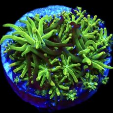 WYSIWYG 14KUltra Metallic Galaxea Frag