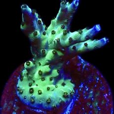 WYSIWYG 13H Pearlberry Acropora