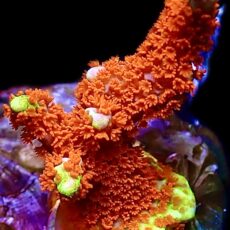 WYSIWYG 19B Ultra Forest Fire Montipora