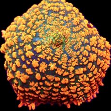 WYSIWYG 31i Ultra Rhodactis Mushroom Large