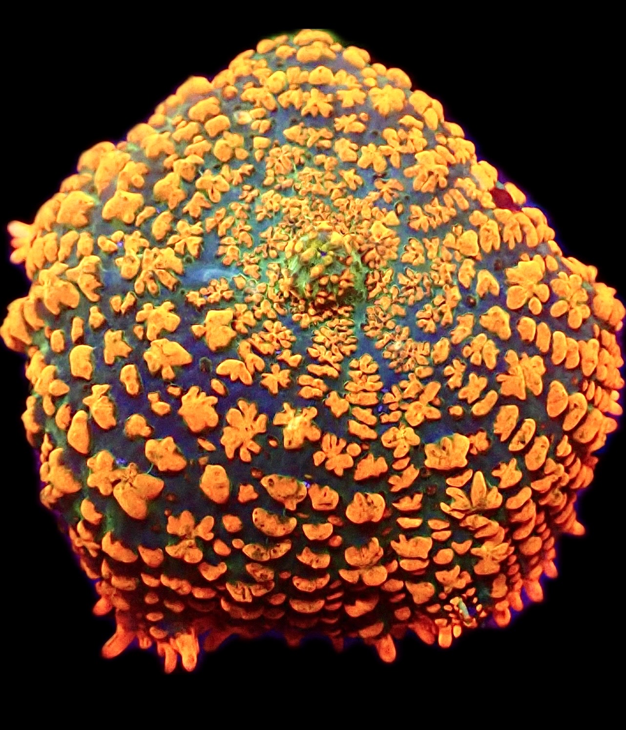 WYSIWYG 31i Ultra Rhodactis Mushroom Large