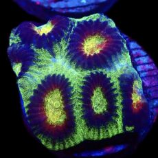 WYSIWYG 32i Lemon Flare Favia Frag