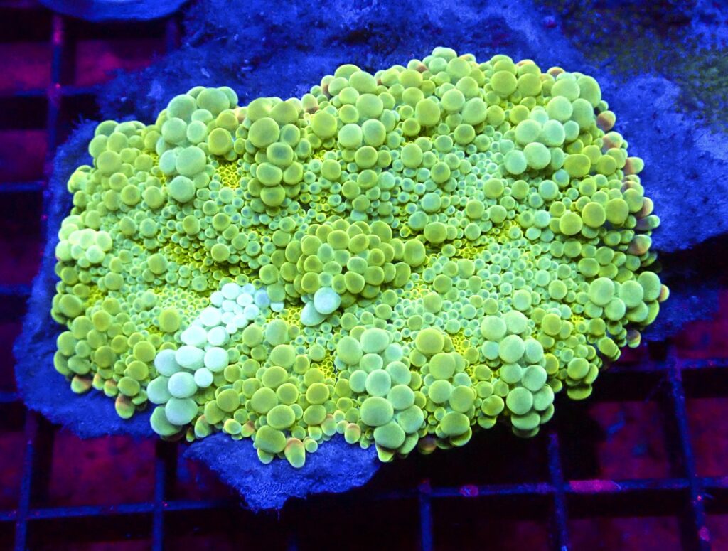 WYSIWYG T1 Show Sized Lemon Ricordea Yuma ( 100mm )