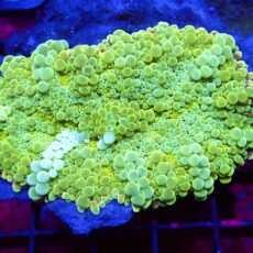 WYSIWYG T1 Show Sized Lemon Ricordea Yuma ( 100mm )