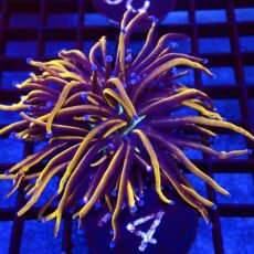 WYSIWYG 24K Torch Euphyllia 74