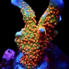 WYSIWYG 21B Ultra Forest Fire Montipora