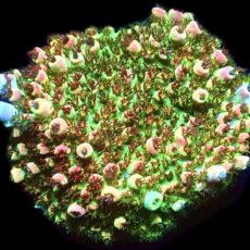 WYSIWYG 13D Ultra Bill Murray Acropora Frag Extra Large