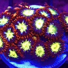 WYSIWYG Zoanthid Frag T69