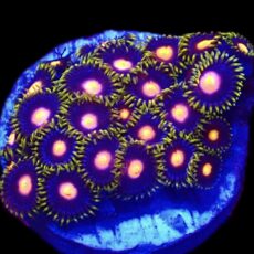WYSIWYG Zoanthid Frag T3