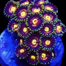 WYSIWYG Zoanthid Frag T9