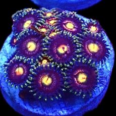 WYSIWYG Zoanthid Frag T22