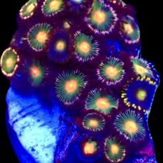 WYSIWYG Zoanthid Frag T25