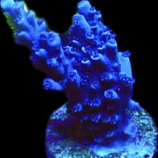 WYSIWYG 22D Blue Curacao Acropora