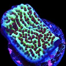 WYSIWYG 9C Jedi Mind Trick Montipora Frag