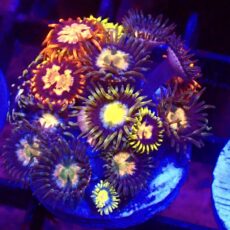 WYSIWYG Zoanthid Frag T26