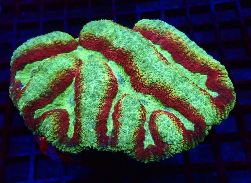 WYSIWYG 1 Ultra Symphyllia Colony Extra Large ( 100mm )
