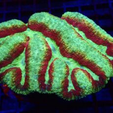 WYSIWYG 1 Ultra Symphyllia Colony Extra Large ( 100mm )